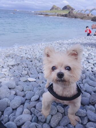 ▲小蠻頭。（圖／小笨狗哥哥提供）