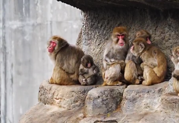 小猴子Panchi。（圖／翻攝自X@ichikawa_zoo）