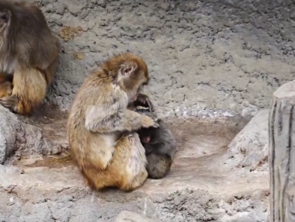 小猴子Panchi。（圖／翻攝自X@ichikawa_zoo）