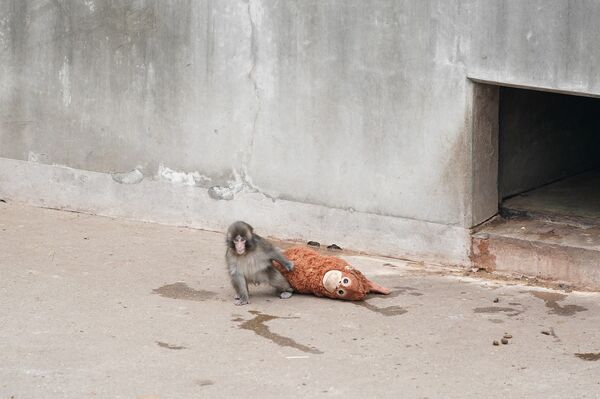 日本IKEA送動物園玩偶大禮包。（圖／翻攝自市川市役所臉書）