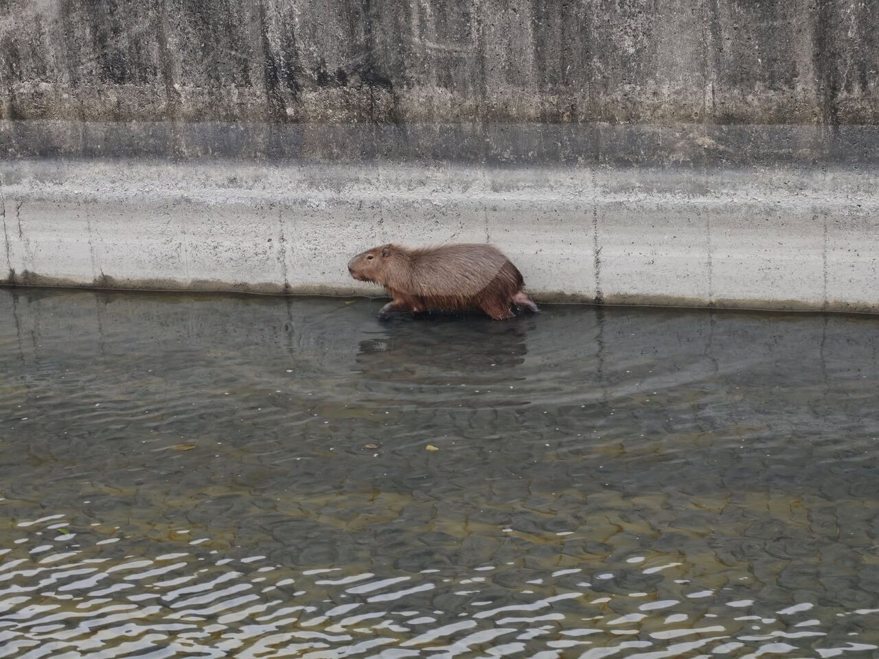 水豚悠閒漫步虎尾水道「走水路回娘家」畫面曝 民眾合力救援