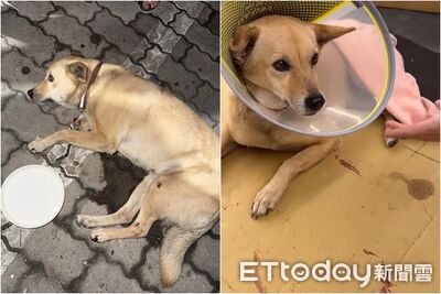 大黃狗疑遭虐高空拋下樓！業者救援見「嚴重內出血」　怒懸賞2萬