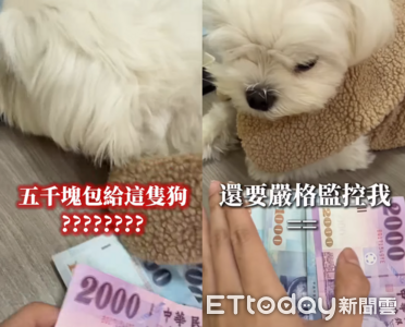 阿嬤包給小狗5000元大紅包　她超吃味：還有稀有紫色鈔票