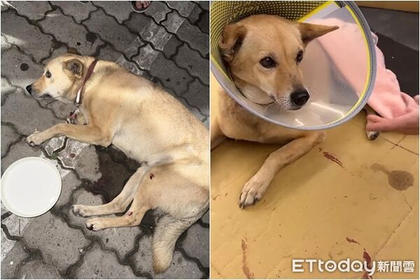 大黃狗疑遭虐高空拋下樓！業者救援見「嚴重內出血」　怒懸賞2萬