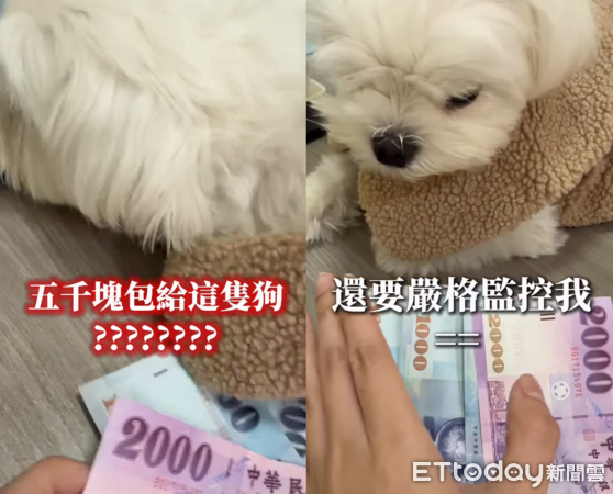 阿公阿嬤包給小狗5000紅包。（圖／IG@licing_vtuber提供）