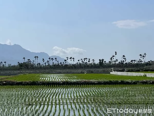 ▲台東縣府主動減收耕地租金7成。（圖／記者楊晨東翻攝）