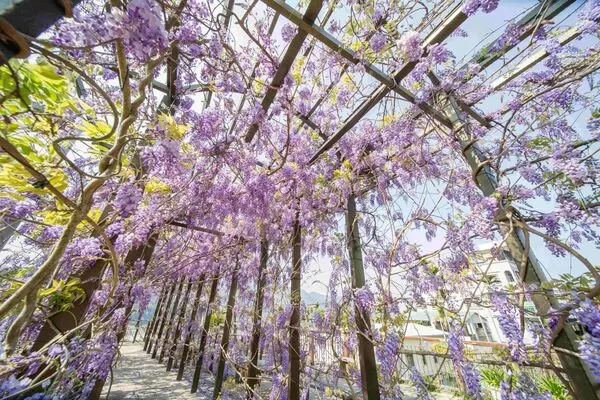 ▲▼嘉義瑞里紫藤花。（圖／嘉義縣政府提供）