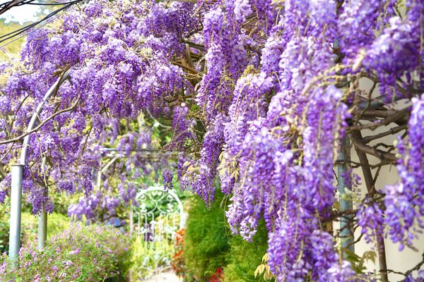 ▲▼嘉義瑞里紫藤花。（圖／嘉義縣政府提供）