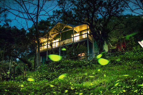 ▲▼嘉義瑞里螢火蟲。（圖／嘉義縣政府提供）