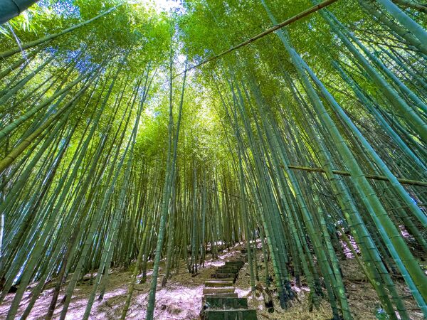 ▲▼嘉義瑞太古道。（圖／嘉義縣政府提供）