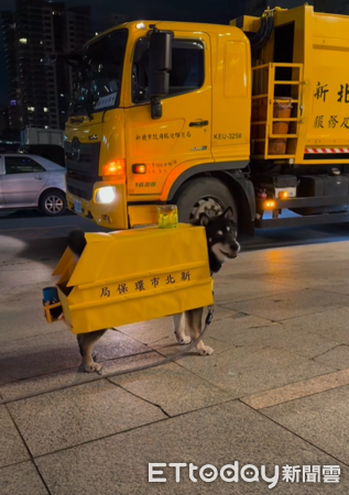 超愛垃圾車的柴柴遇到過年後第一班垃圾車。（圖／臉書木柴犬-麻尼提供）