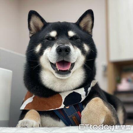 超愛垃圾車的柴柴遇到過年後第一班垃圾車。（圖／臉書木柴犬-麻尼提供）