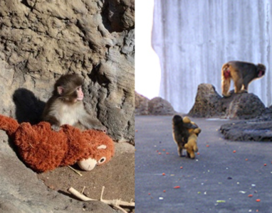 小猴Panchi惹心疼　18年前也有孤兒小猴緊抱拉拉熊變勇敢