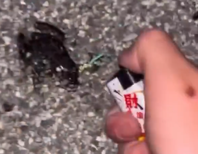 2高工生鞭炮塞青蛙嘴巴引爆！拍片PO網想當網紅...移送保七偵辦