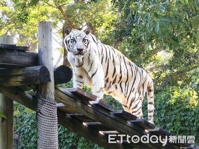 非洲象阿里剛走！壽山動物園明星白老虎「昭海」19歲高齡離世