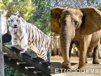 非洲象阿里剛走！白老虎昭海也高齡辭世　高市府評估引進新成員