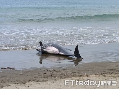 11小虎鯨擱淺車城！疑遭大魚追趕誤闖海口沙灘　4隻體力不支死亡