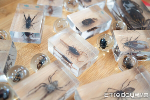 動物園刮刮樂抽中蟑螂標本。（圖／台北市立動物園提供）