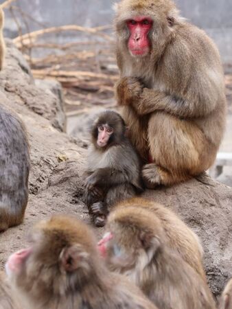 小猴Panchi、Otome。(圖／翻攝自ichikawa_zoo)