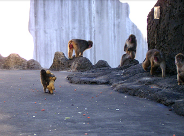 小猴Panchi、Otome。(圖／翻攝自ichikawa_zoo)