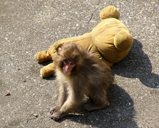 小猴Panchi、Otome。(圖／翻攝自ichikawa_zoo)