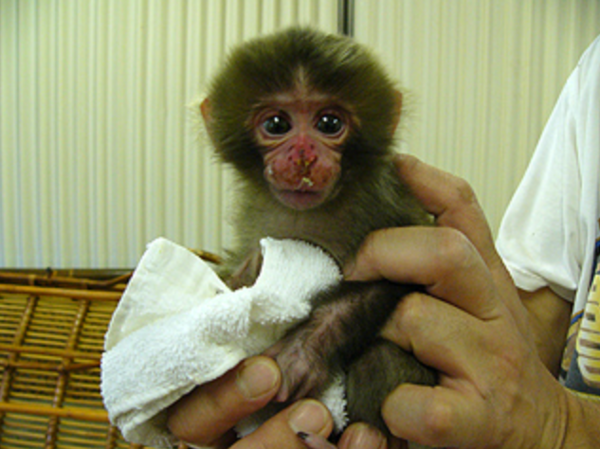 小猴Panchi、Otome。(圖／翻攝自ichikawa_zoo)