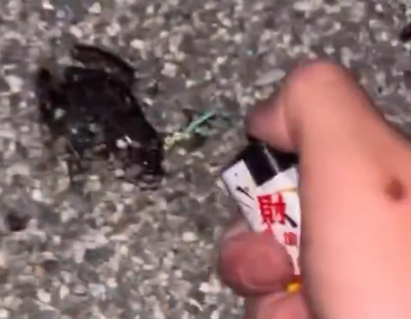 2高工生鞭炮塞青蛙嘴巴引爆!拍片PO網想當網紅...移送保七偵辦