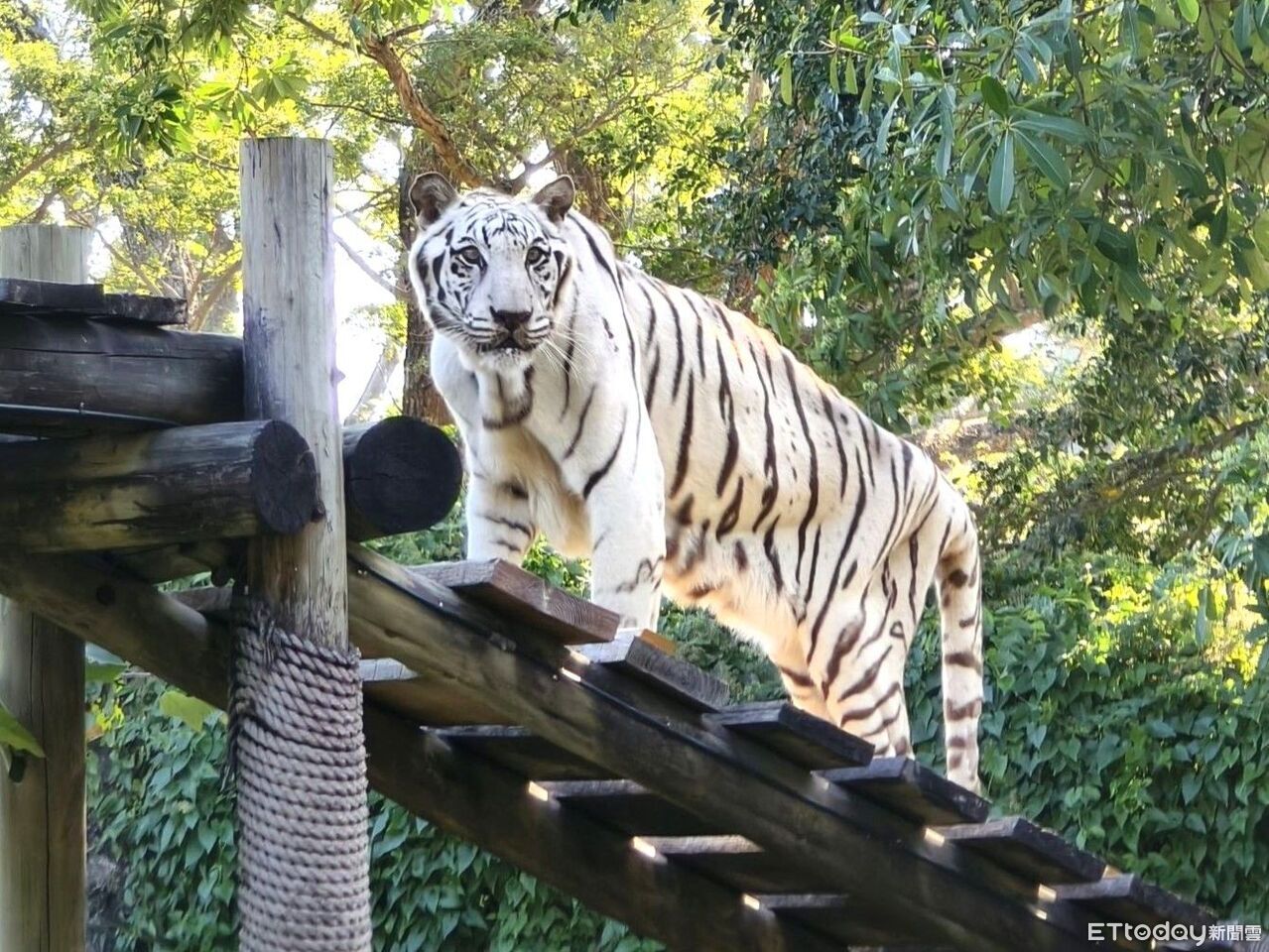 非洲象阿里剛走!壽山動物園明星白老虎「昭海」19歲高齡離世