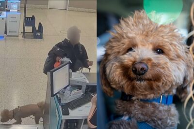 女把「黃金貴賓拴行李秤」自己登機 2歲犬收容所苦等10天結局曝