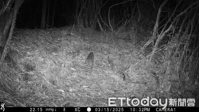 玉管處加入野生動物長期監測　麝香貓入鏡黑熊悠閒散步　