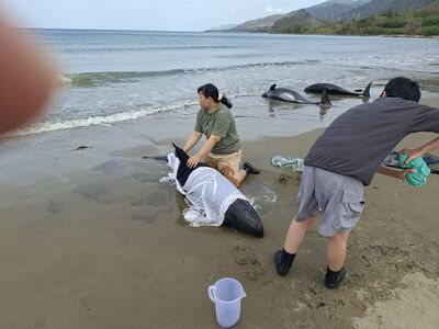 屏東縣「11隻小虎鯨」集體擱淺！　4隻死亡其餘搶救中