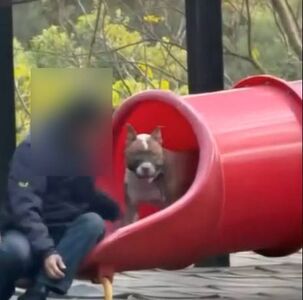 帶猛犬闖兒童公園「溜滑梯」　民眾嚇傻