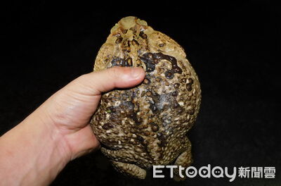 世界百大入侵種「海蟾蜍」有夠毒 草屯社區實地移除大作戰