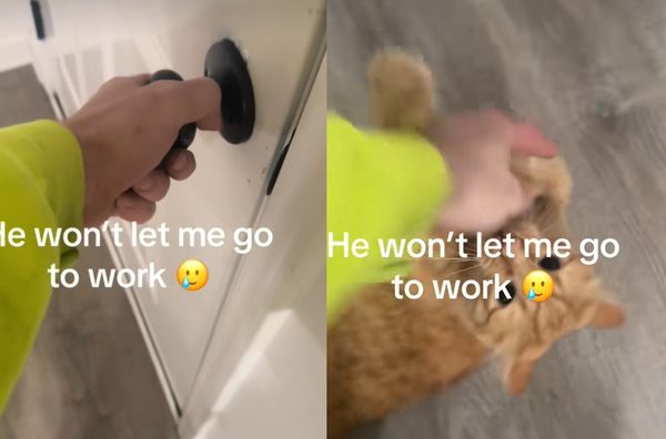 橘貓暴力守門「不讓爸爸離開上班」　超萌抗議網全挺：趕快請假。（圖／翻攝自TikTok／brandonnn00xx）
