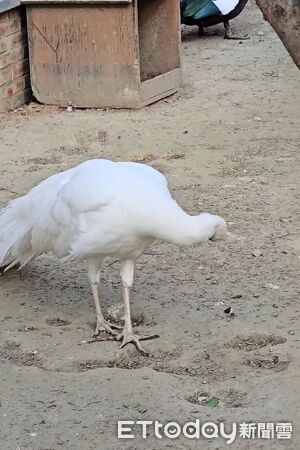 。（圖／Threads@rockrose_1212提供，請勿隨意翻拍，以免侵權。）