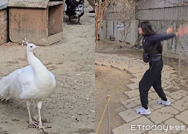 。（圖／Threads@rockrose_1212提供，請勿隨意翻拍，以免侵權。）