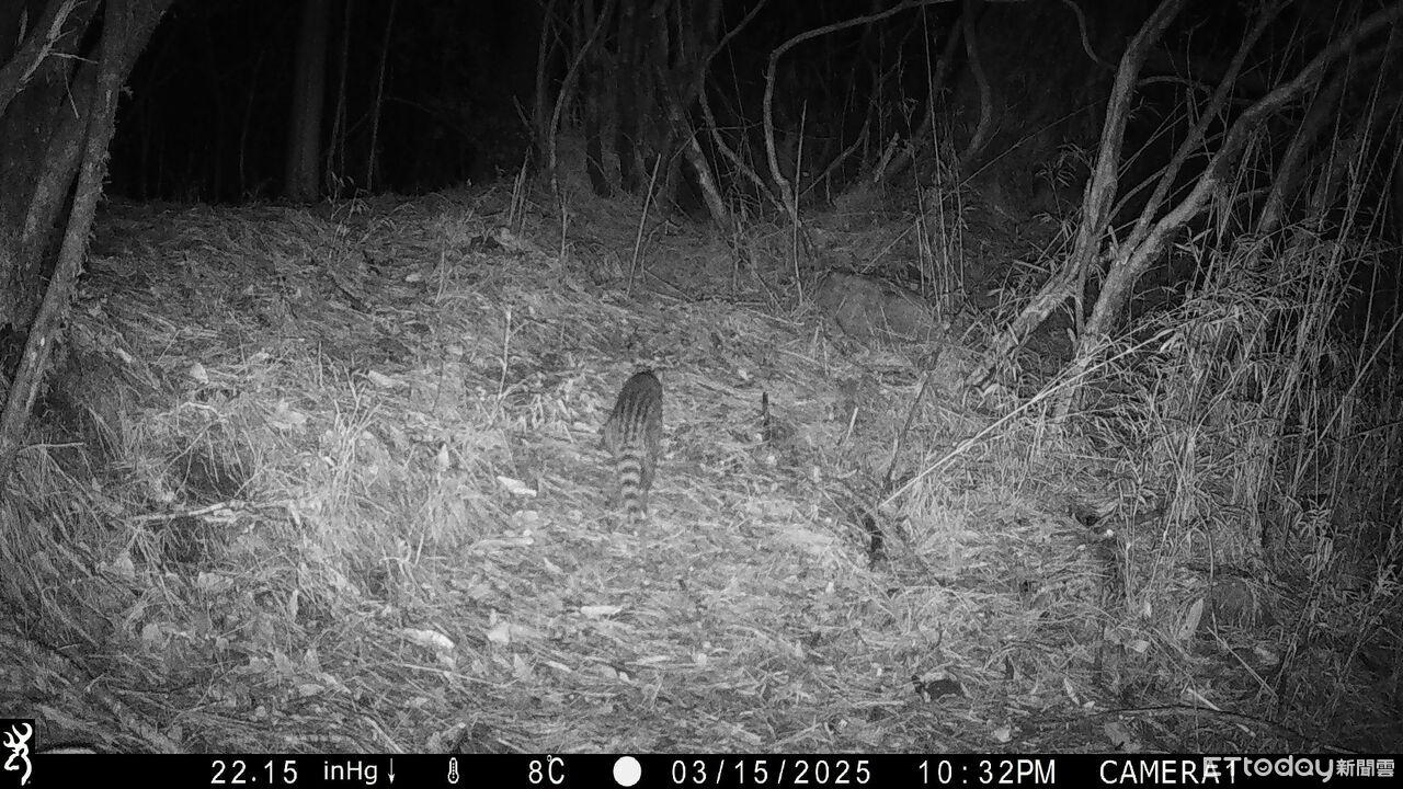 玉管處加入野生動物長期監測 麝香貓入鏡黑熊悠閒散步