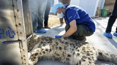 「年輕」雪豹闖市區倉庫疑覓食誤入　麻醉後轉移青海野生動物保育中心