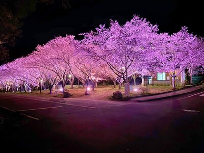 武陵農場「紅粉佳人、昭和櫻」盛開中！賞夜櫻避開人潮更清幽