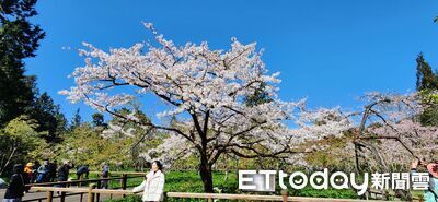 阿里山花季3/10登場　小型車假日5小時禁入