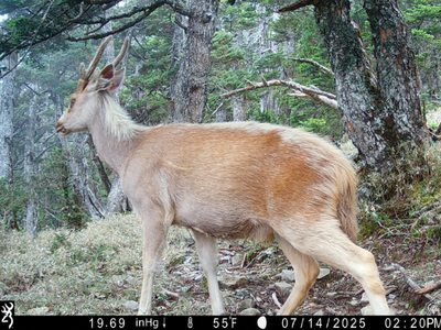 玉山監測揭開森林奧秘　山神獸「白色聖鹿」入鏡寫下珍貴紀錄