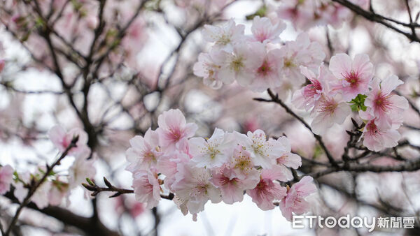 ▲中正紀念堂大漁櫻、八重櫻23日已近滿開,櫻花,賞櫻。（圖／記者彭懷玉攝）