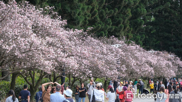 ▲中正紀念堂大漁櫻、八重櫻23日已近滿開,櫻花,賞櫻。（圖／記者彭懷玉攝）