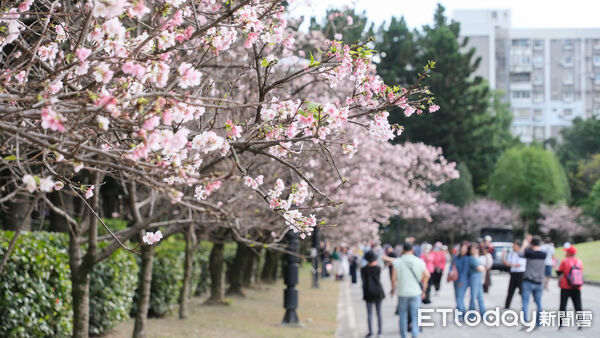 ▲中正紀念堂大漁櫻、八重櫻23日已近滿開,櫻花,賞櫻。（圖／記者彭懷玉攝）