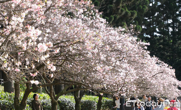▲中正紀念堂大漁櫻、八重櫻23日已近滿開,櫻花,賞櫻。（圖／記者彭懷玉攝）