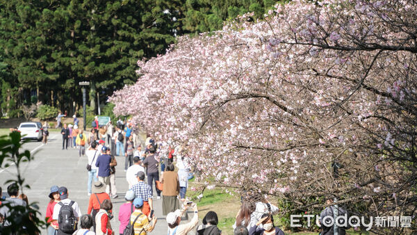 ▲中正紀念堂大漁櫻、八重櫻23日已近滿開,櫻花,賞櫻。（圖／記者彭懷玉攝）