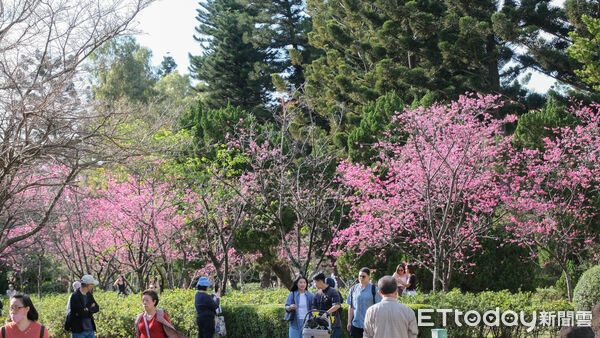 ▲中正紀念堂大漁櫻、八重櫻23日已近滿開,櫻花,賞櫻。（圖／記者彭懷玉攝）