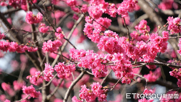 ▲中正紀念堂大漁櫻、八重櫻23日已近滿開,櫻花,賞櫻。（圖／記者彭懷玉攝）