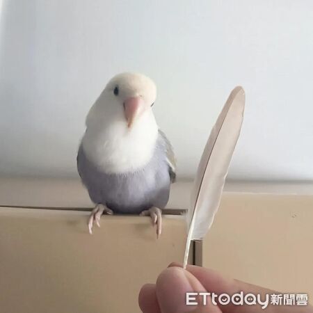 ▲小鸚聽古早味「水鳥笛」秒歪頭回應　網笑：奴才也會說鳥語。（圖／芋頭麻麻（小芋頭） @taromama123提供，請勿隨意翻拍，以免侵權。）