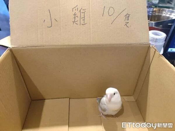 ▲小鸚聽古早味「水鳥笛」秒歪頭回應　網笑：奴才也會說鳥語。（圖／芋頭麻麻（小芋頭） @taromama123提供，請勿隨意翻拍，以免侵權。）